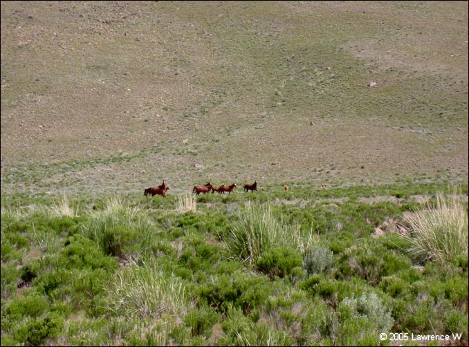 810 shelr bpk 13062005 wild horses in valley 2.jpg